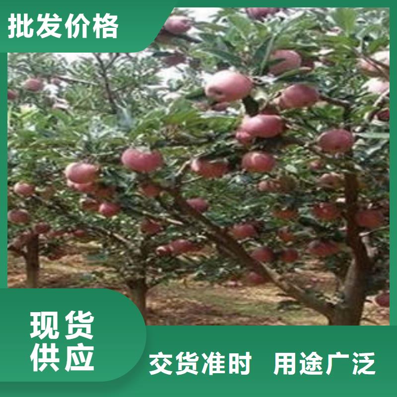 紅富士蘋果蘋果種植基地貼心服務