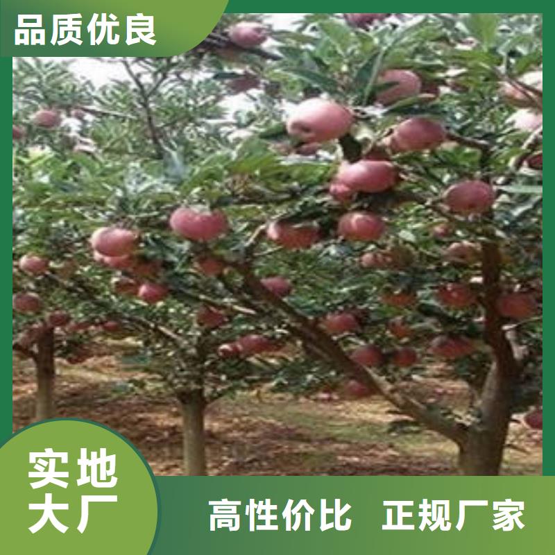 紅富士蘋果蘋果種植基地誠信為本