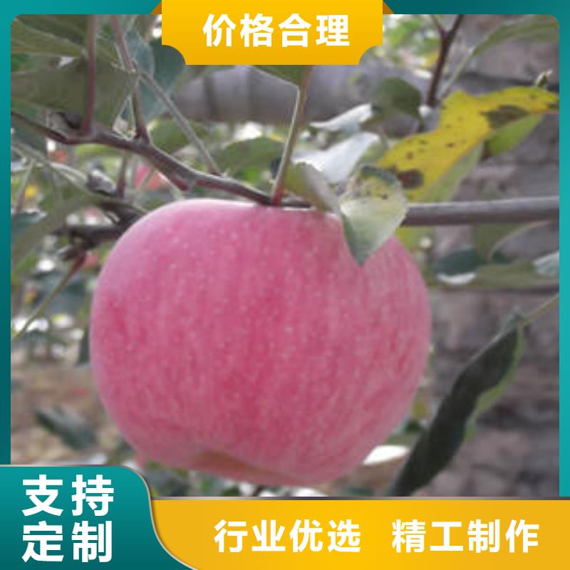 紅富士蘋果,蘋果種植基地廠家現貨供應