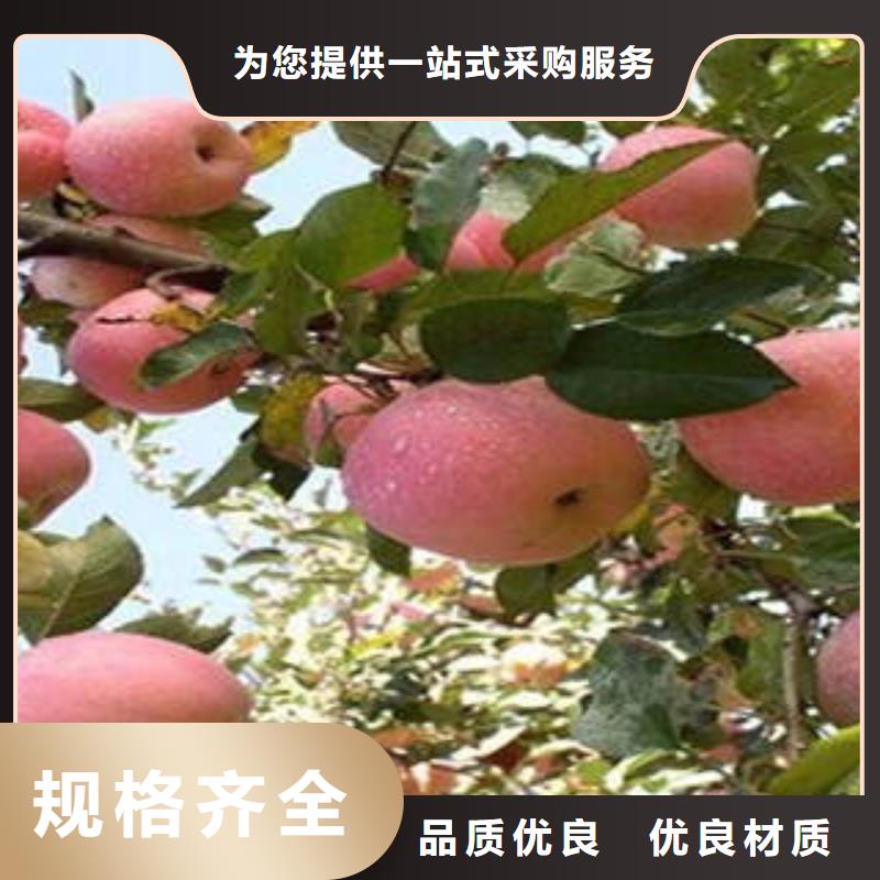 紅富士蘋果,蘋果種植基地精心打造