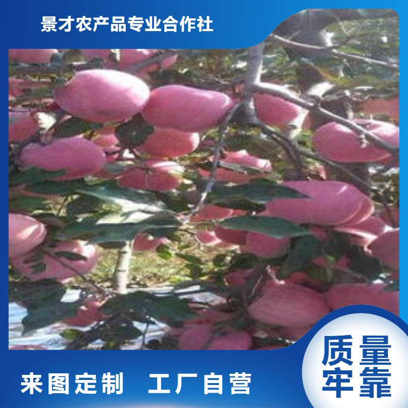 紅富士蘋果蘋果種植基地通過檢測