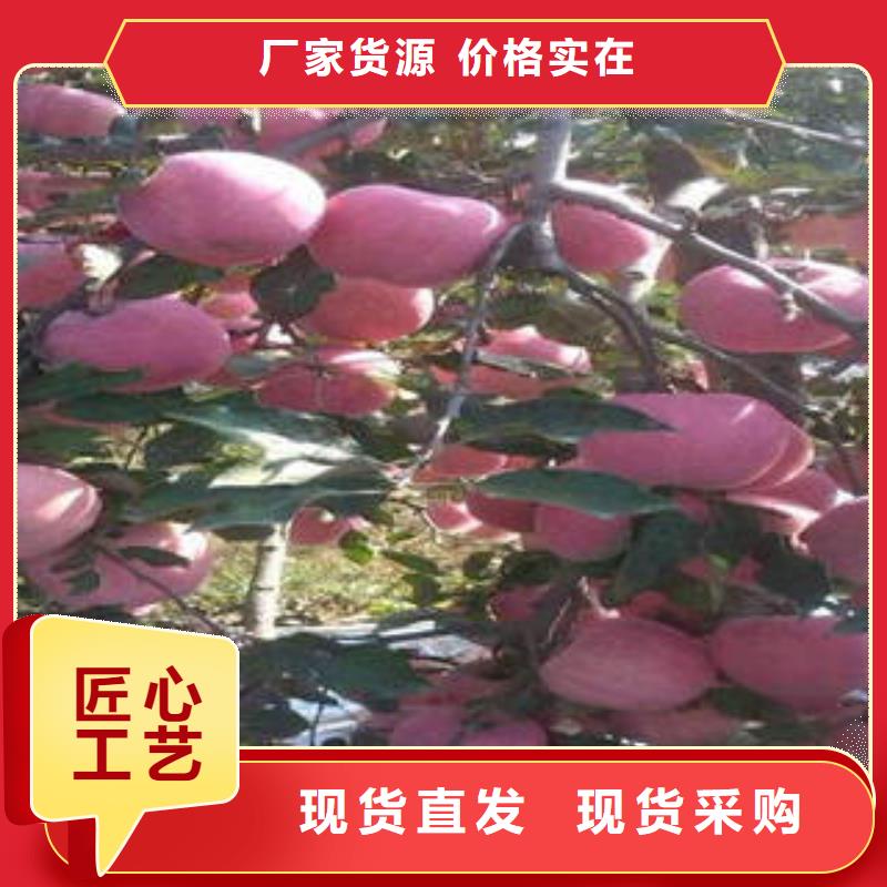 【紅富士蘋果】蘋果批發(fā)誠(chéng)信商家服務(wù)熱情