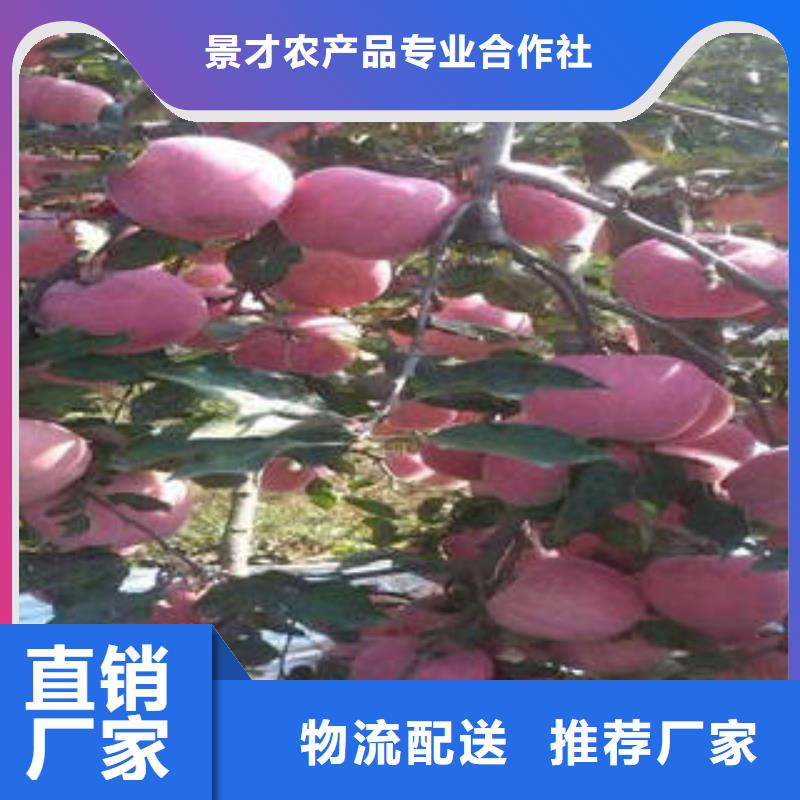 【紅富士蘋果】蘋果種植基地優質貨源