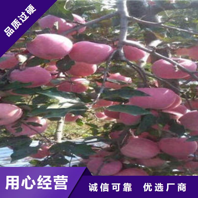 紅富士蘋果質量為本