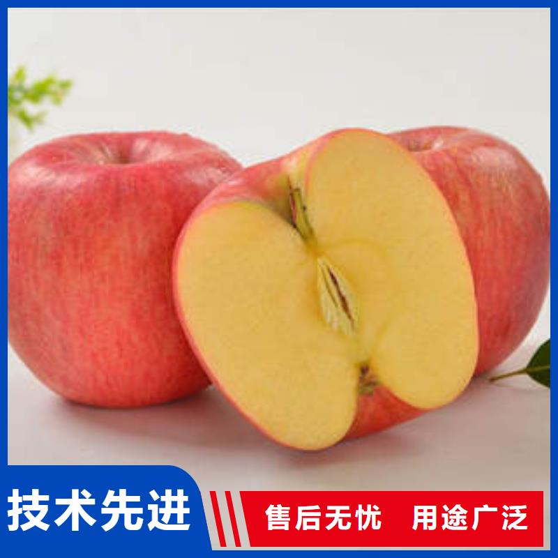 紅富士蘋果-蘋果種植基地核心技術(shù)