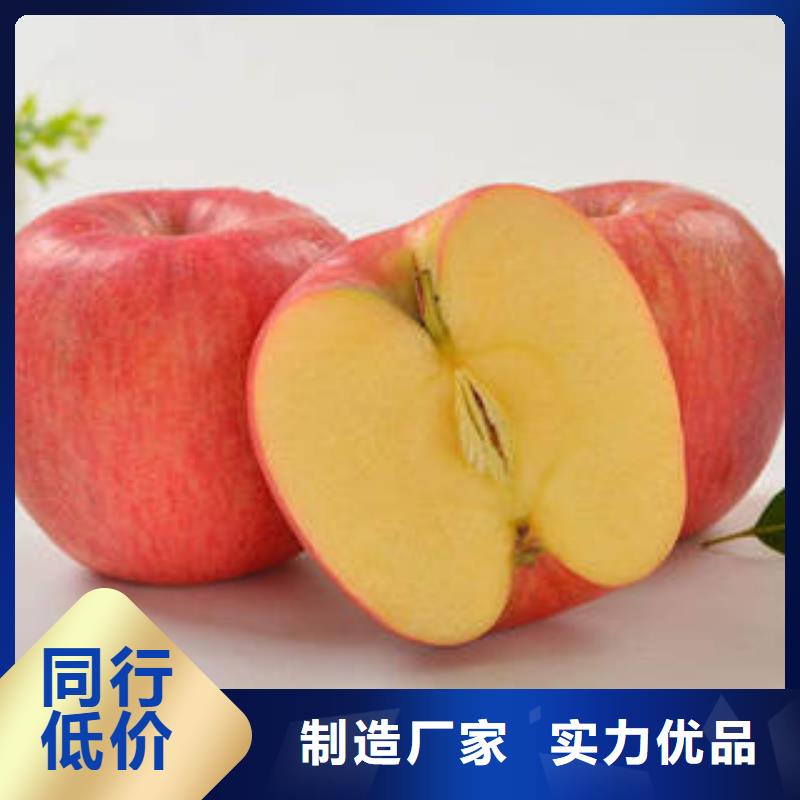 紅富士蘋果蘋果種植基地誠信為本