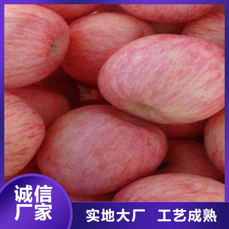 紅富士蘋果,蘋果種植基地品質信得過
