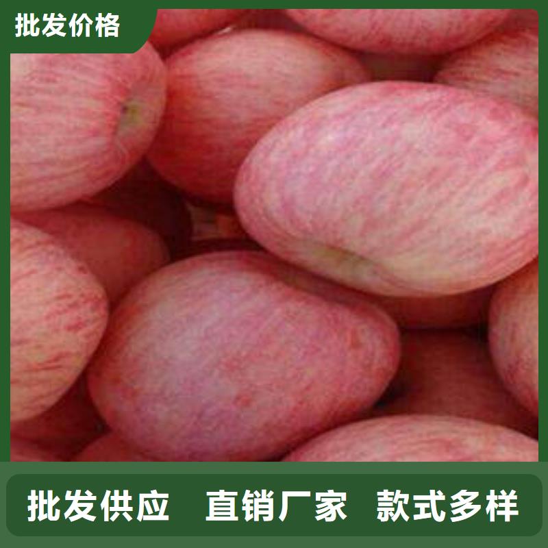 紅富士蘋果蘋果種植基地優質材料廠家直銷