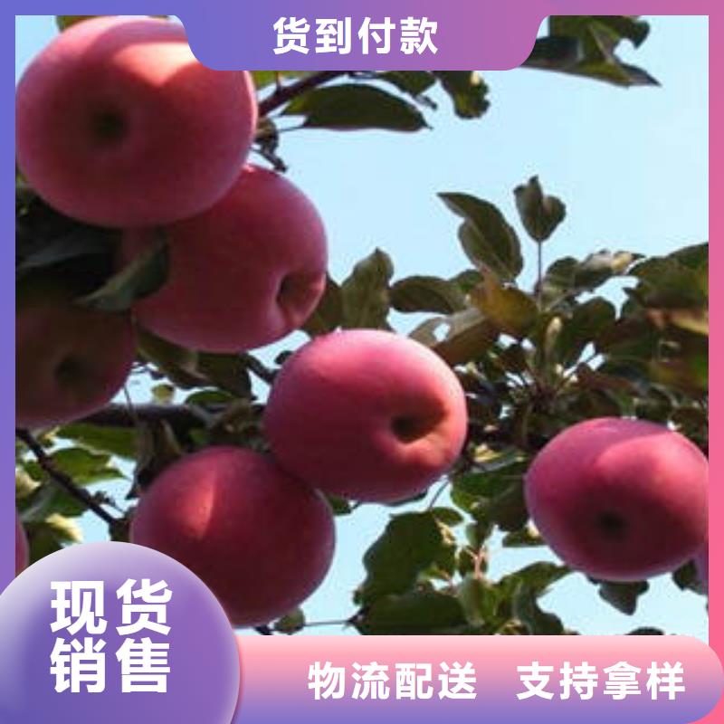 紅富士蘋果,蘋果種植基地精心打造