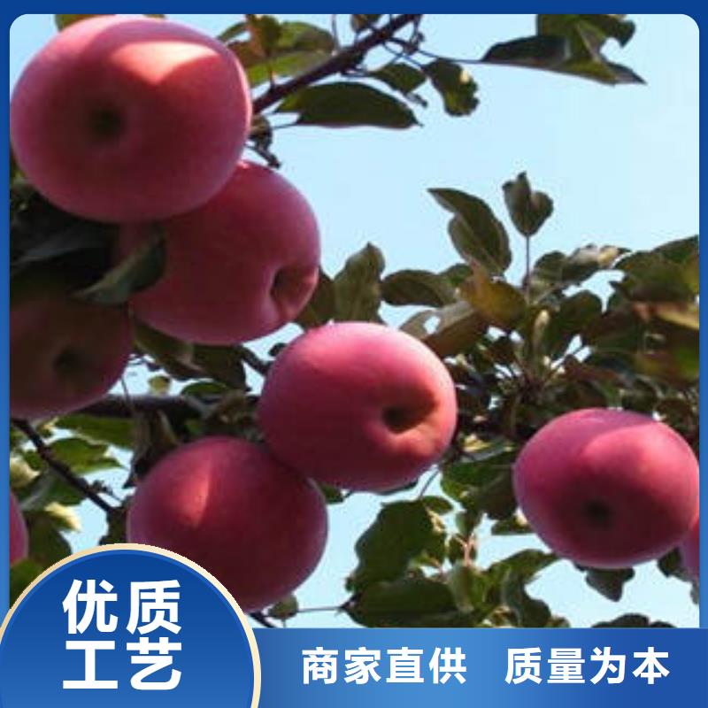 紅富士蘋果誠信廠家
