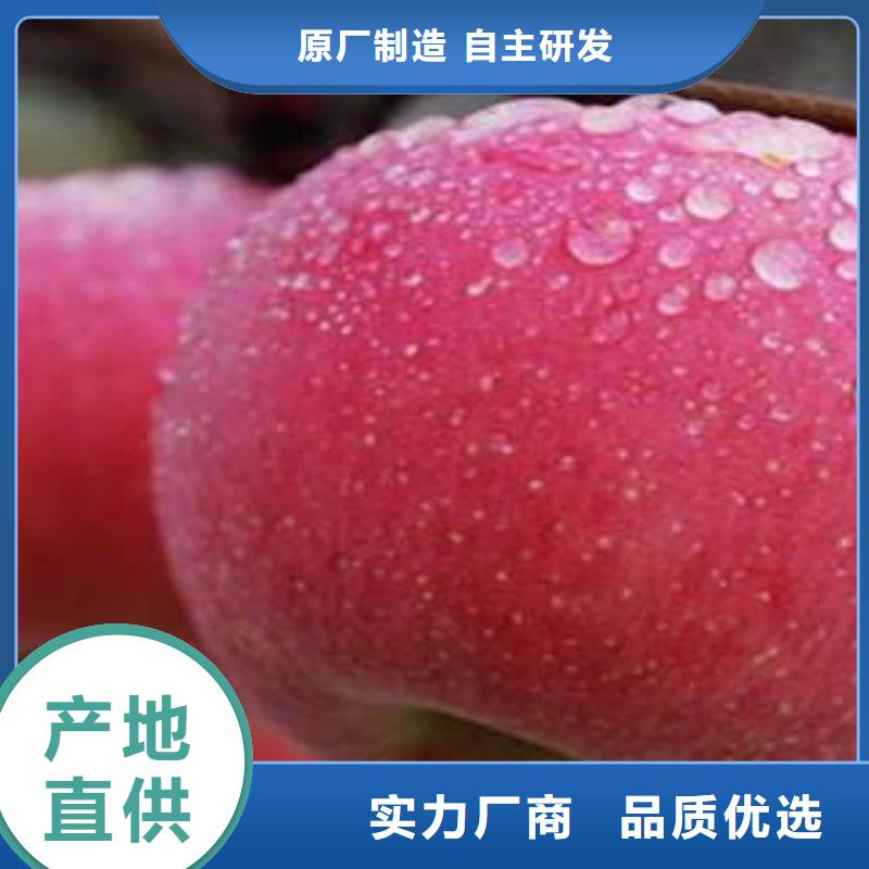 紅富士蘋果專業生產品質保證