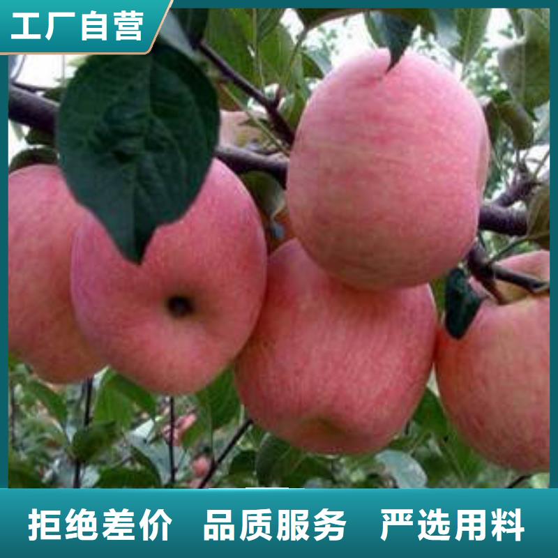 紅富士蘋果蘋果種植基地產品參數