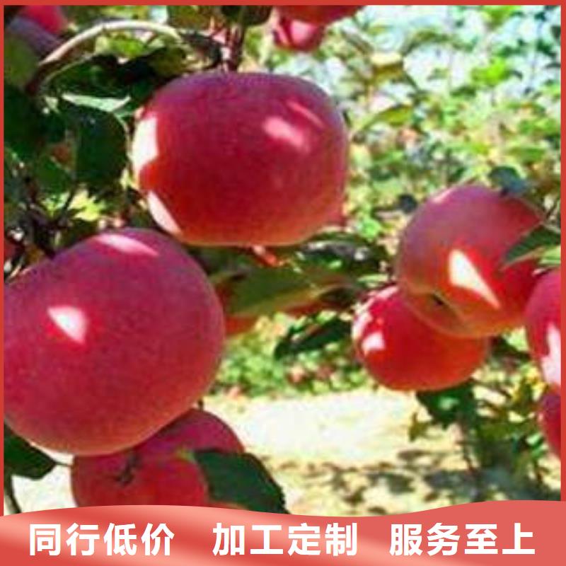 紅富士蘋果嘎啦蘋果批發(fā)供應(yīng)