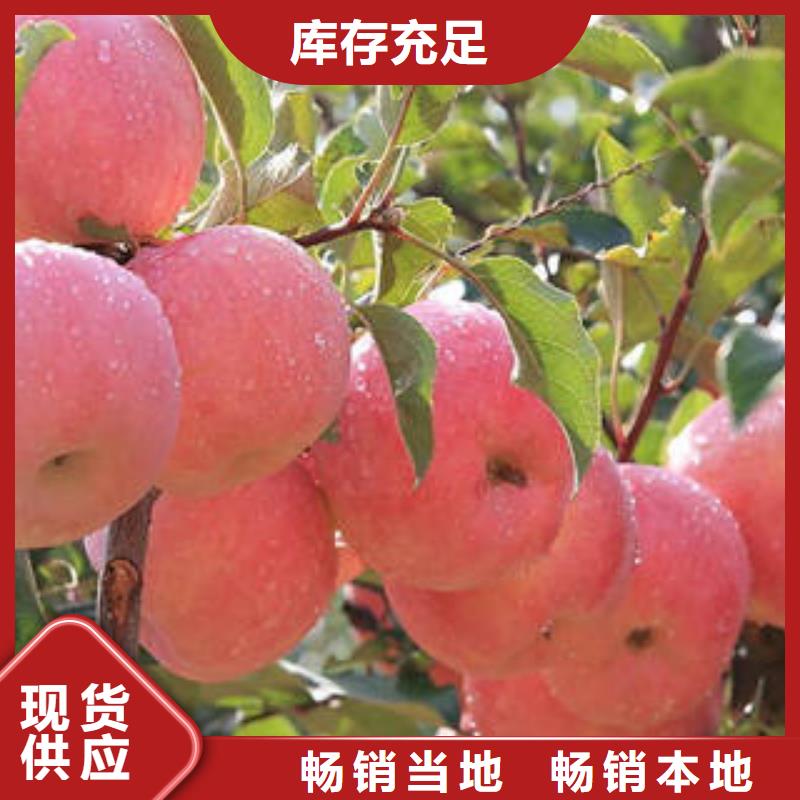 红富士苹果【苹果种植基地】0中间商差价