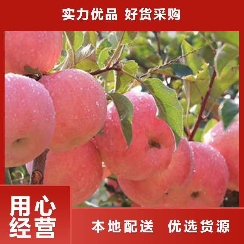 极速发货[景才]红富士苹果,红富士苹果产地优选厂家