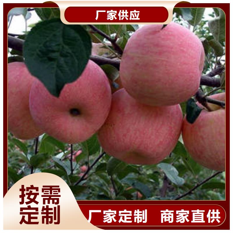 品质优选《景才》红富士苹果苹果种植基地随到随提