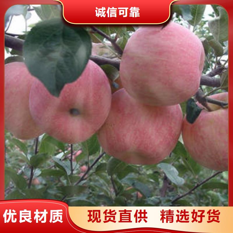 源头厂家供应(景才)红富士苹果苹果种植基地多家仓库发货