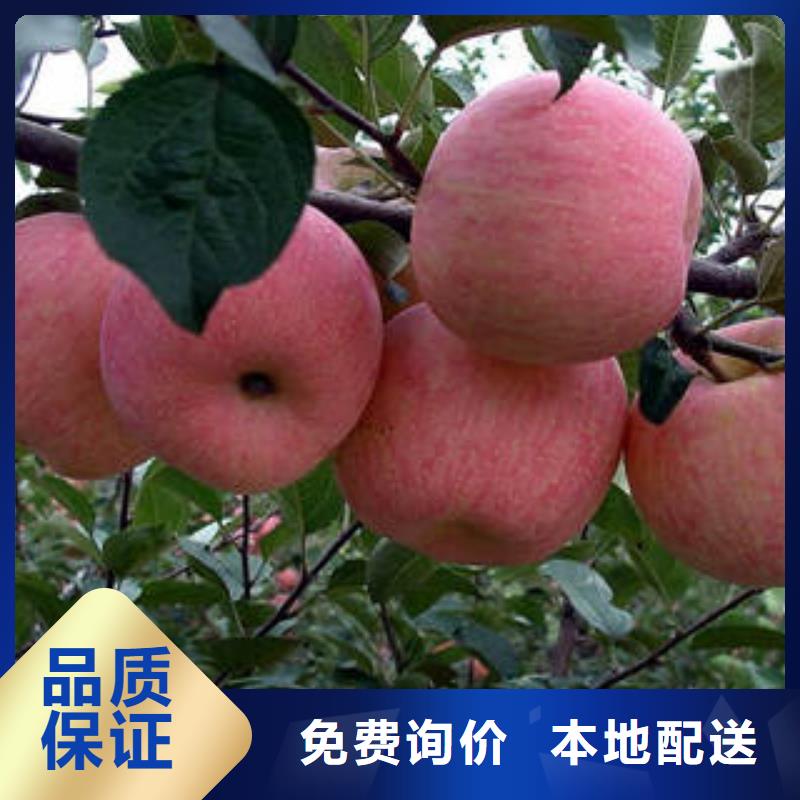 规格齐全{景才}红富士苹果,苹果种植基地物流配送