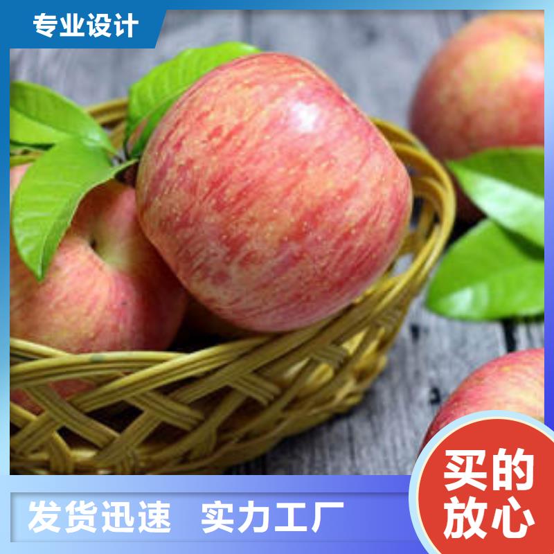 生产安装景才红富士苹果苹果种植基地今日新品