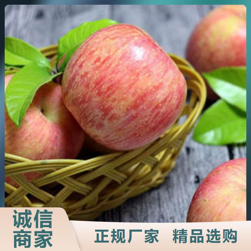 红富士苹果-苹果种植基地常年供应