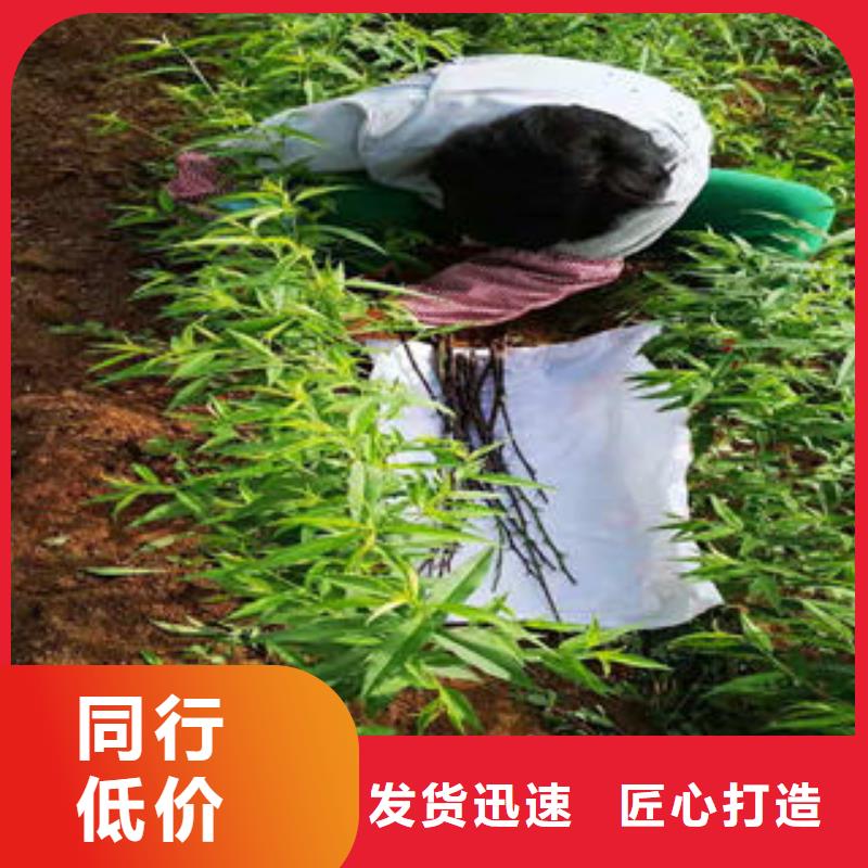 桃樹苗貨源穩定