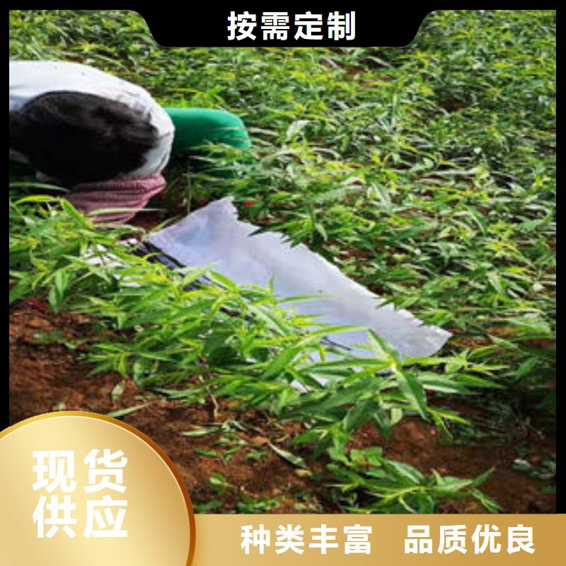 桃樹苗,梨樹苗廠家貨源
