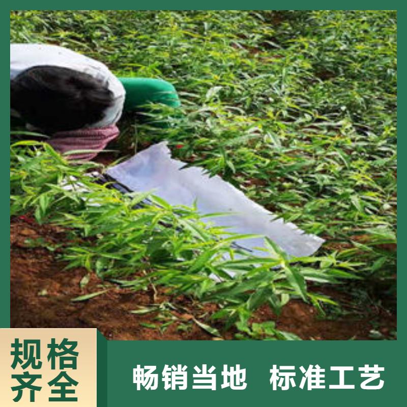 桃樹苗【核桃苗】真正讓利給買家