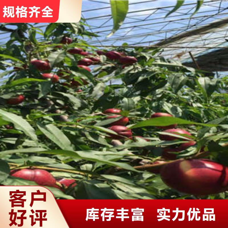 【桃樹苗】梨樹苗源頭實體廠商