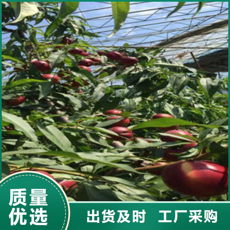 桃樹苗山楂苗放心得選擇