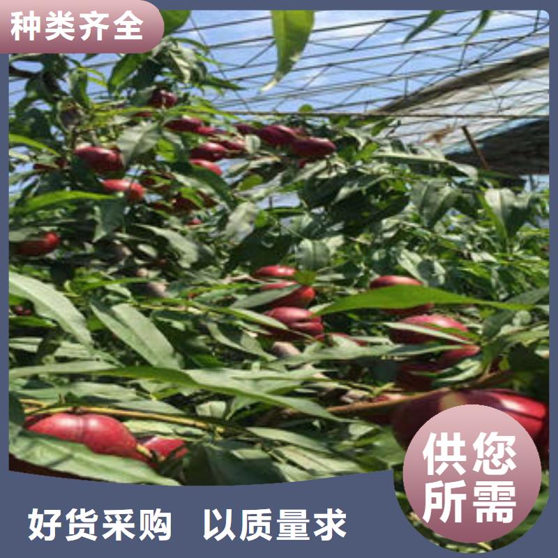 【桃樹苗花椒苗產地工廠】