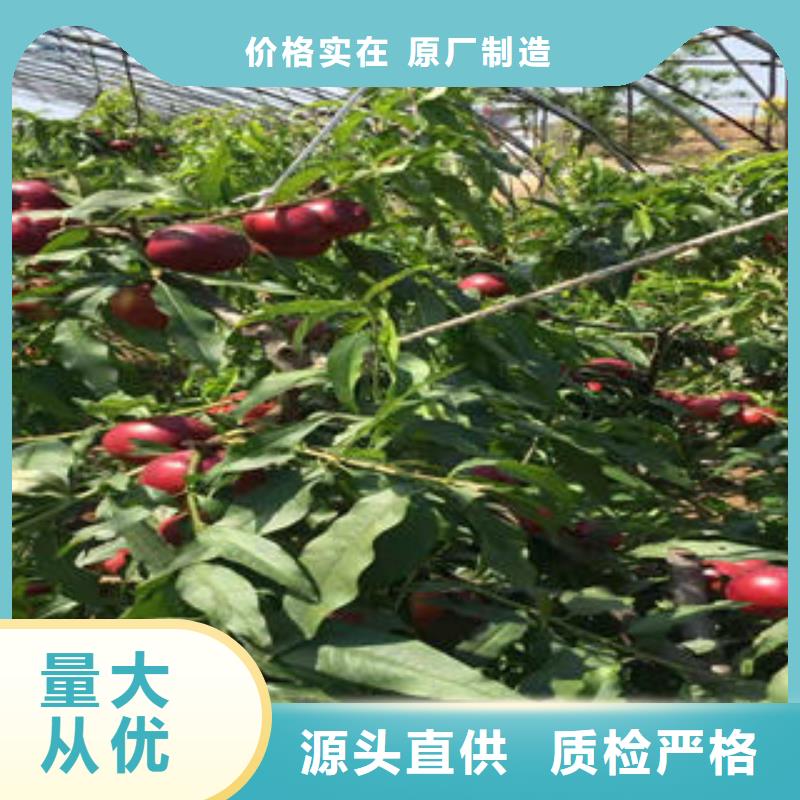 【桃樹苗花椒苗產地工廠】