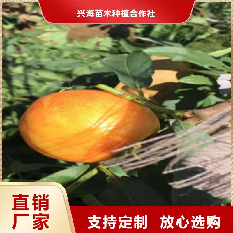 桃樹苗貨源穩(wěn)定