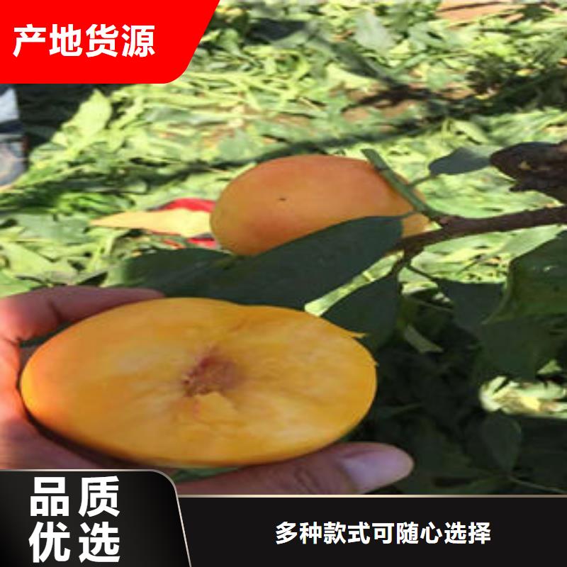 桃樹苗貨源穩定