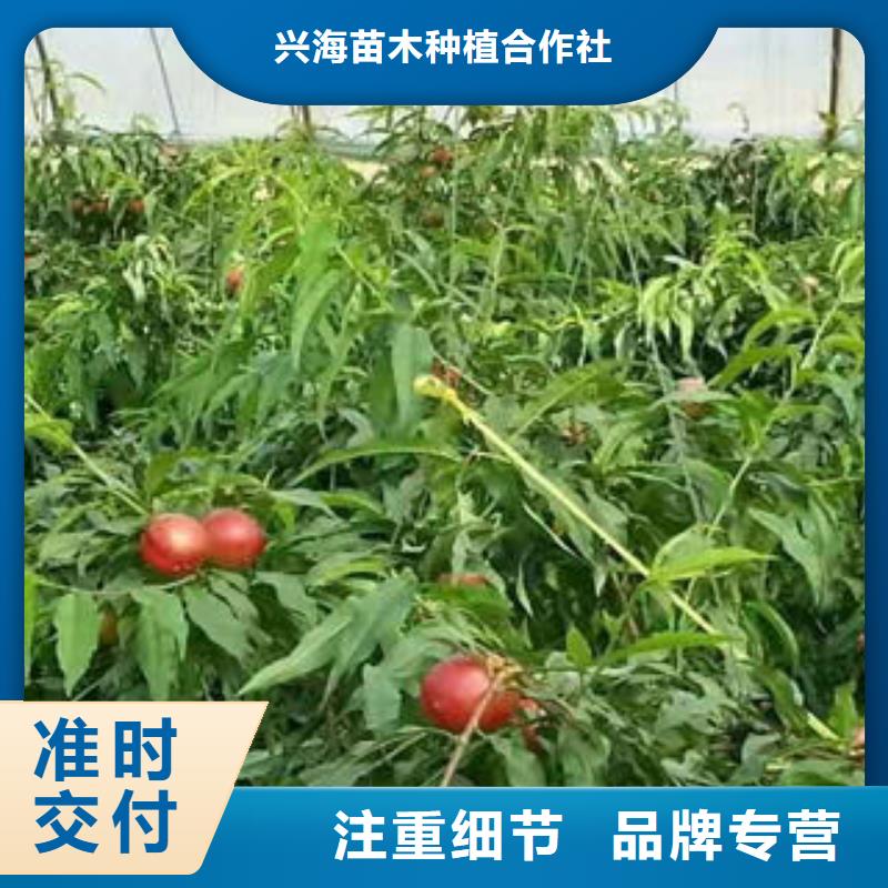 桃樹苗山楂苗工廠采購