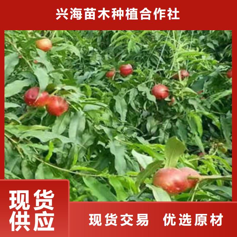 桃樹苗【核桃苗】真正讓利給買家