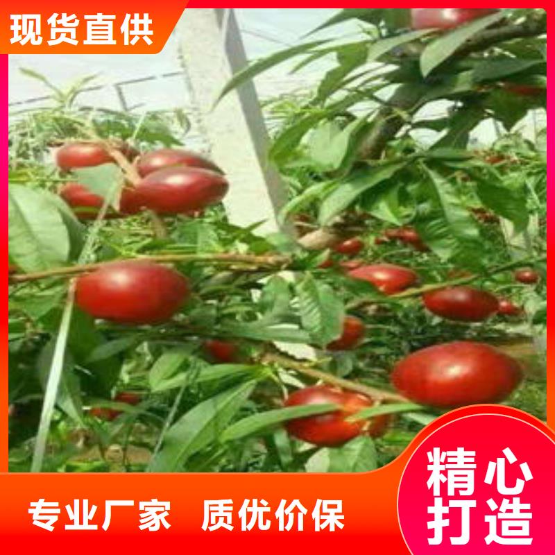 桃樹苗山楂苗放心得選擇