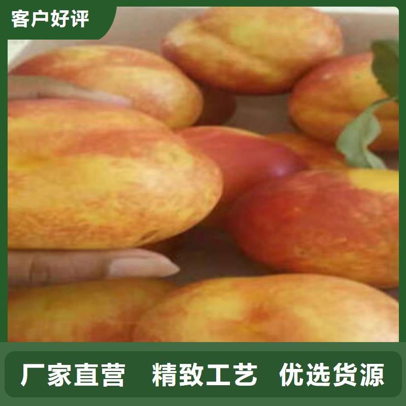 桃樹苗【核桃苗】真正讓利給買家