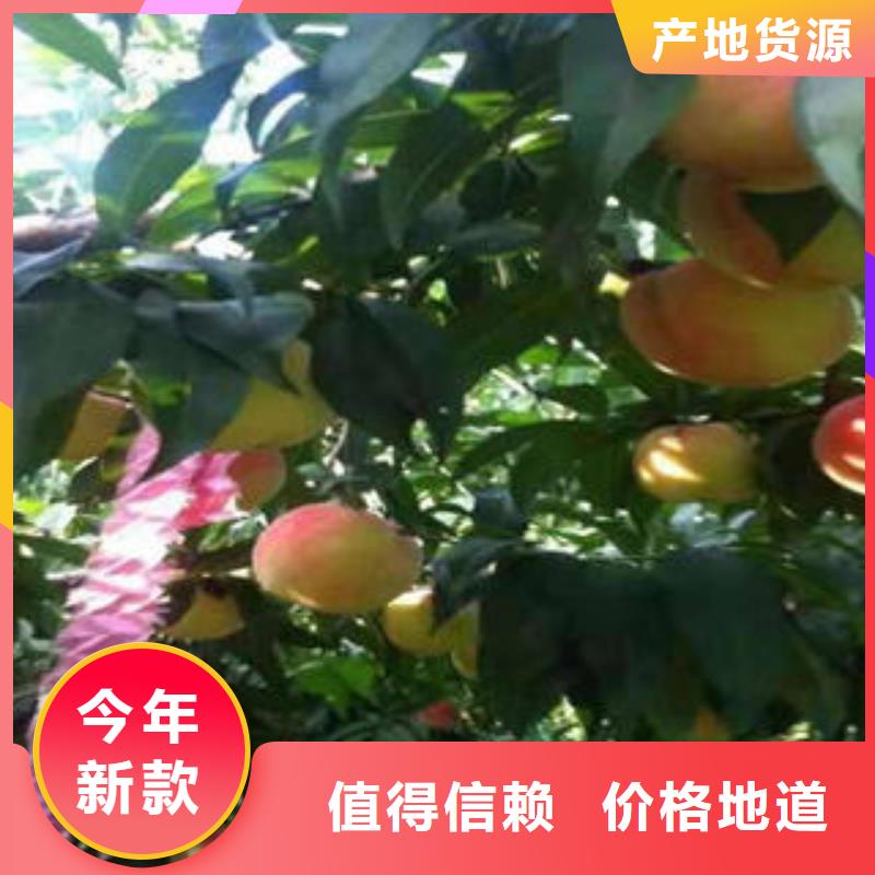 桃樹苗貨源穩定