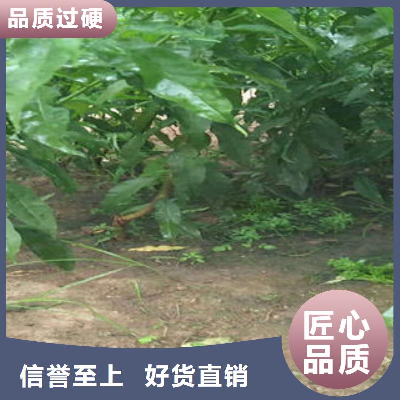 桃樹苗,梨樹苗廠家貨源