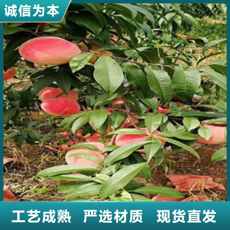 桃樹苗【核桃苗】真正讓利給買家