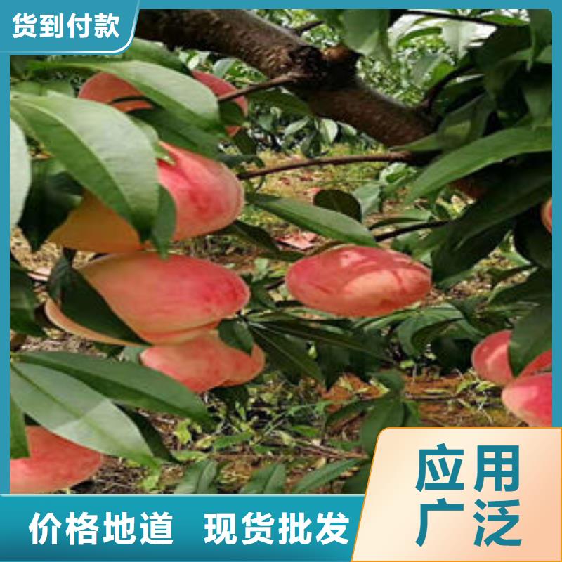 桃樹苗山楂苗工廠采購