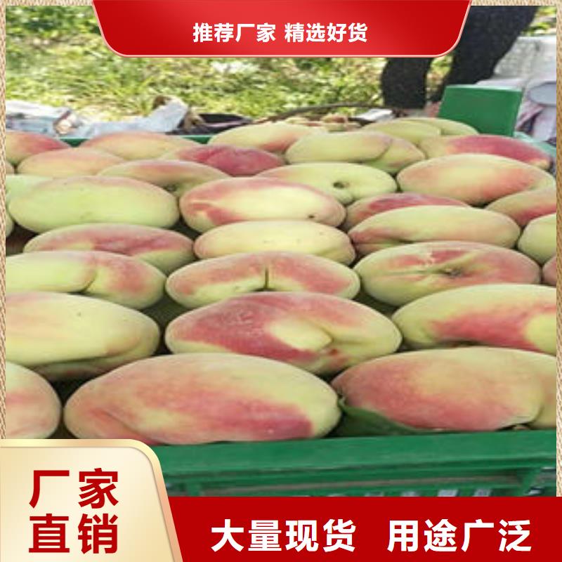 桃樹苗【核桃苗】真正讓利給買家
