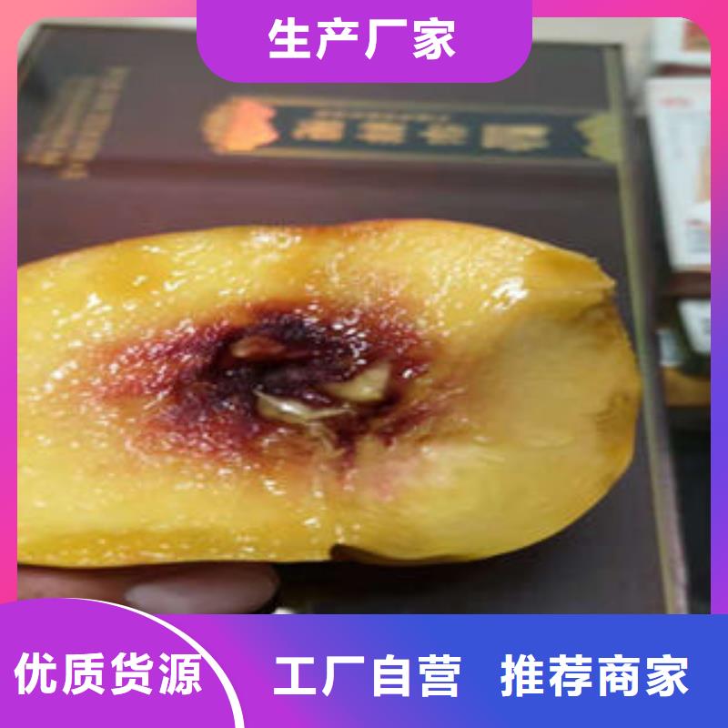 惠州订购西洋皇后油桃苗1.5公分