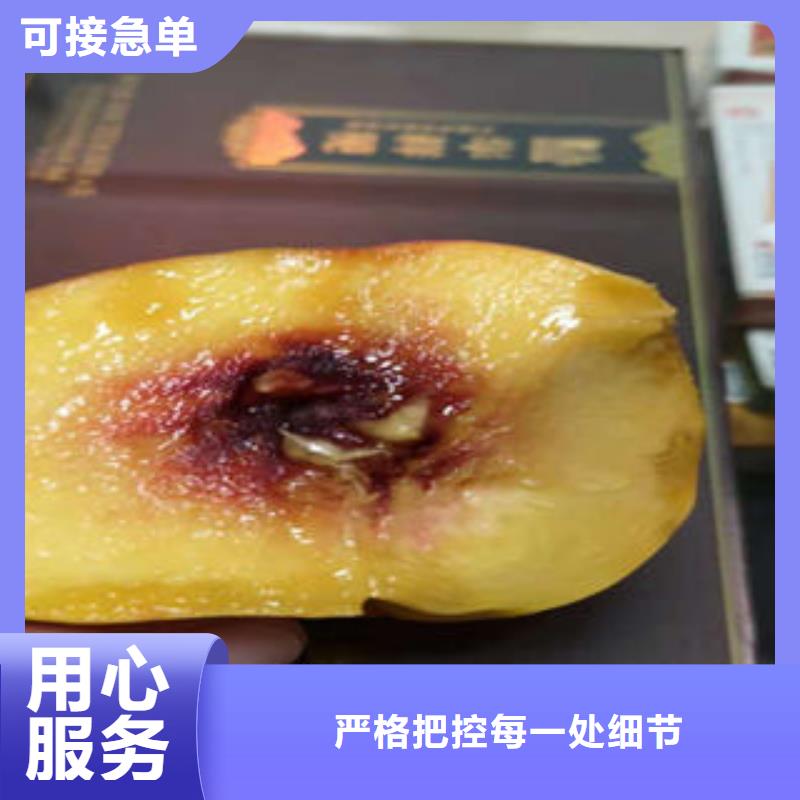 同城[兴海]超红珠油桃树苗量大从优