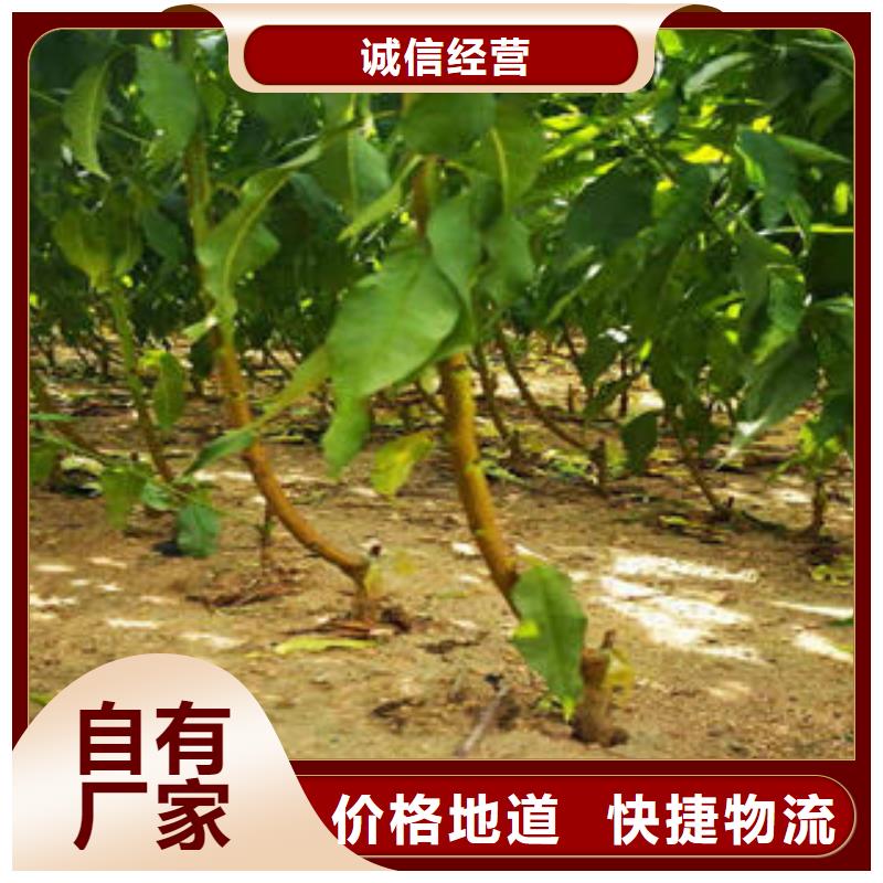 同城(兴海)超红珠油桃树苗多少钱一颗