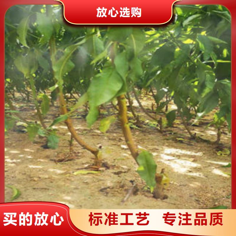 订购(兴海)金秋红蜜桃树苗1米