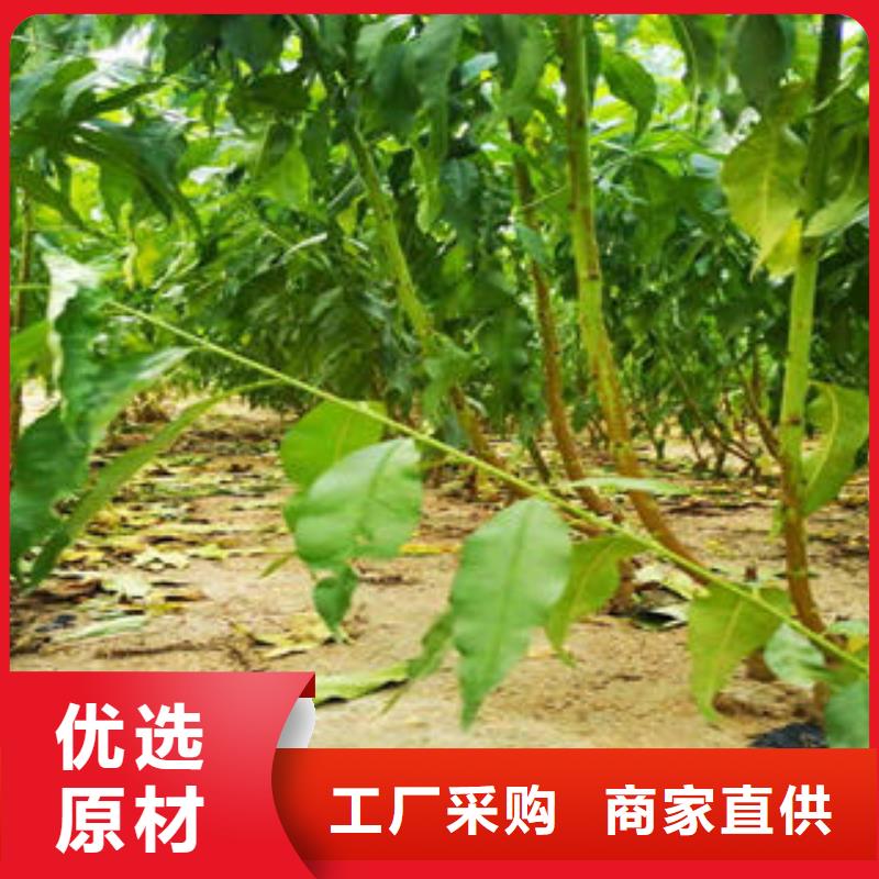 今年新款<兴海>嫁接油桃树苗生产基地