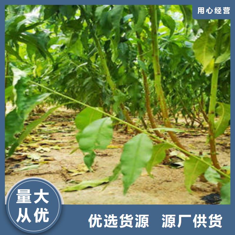 周边(兴海)中桃金美桃树苗种植技术