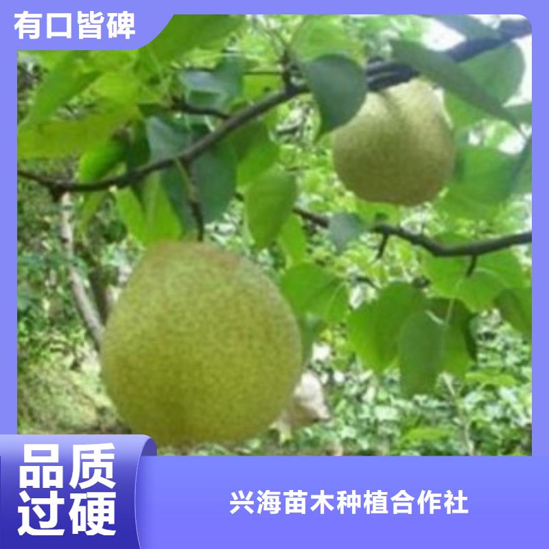 【梨樹苗蘋果苗自營品質(zhì)有保障】