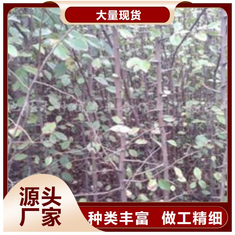 梨樹苗藍莓苗一個起售